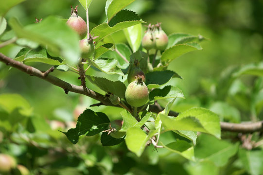 Wild apple tree with small apples