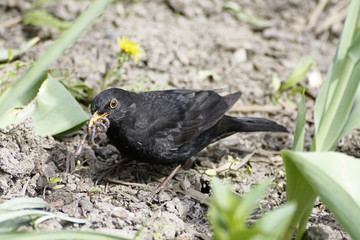 Amsel