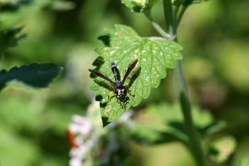 Thick-headed Fly - Physocephala tibialis