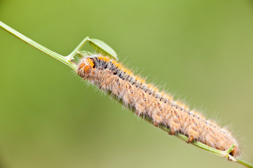 Grass Eggar Caterpillar