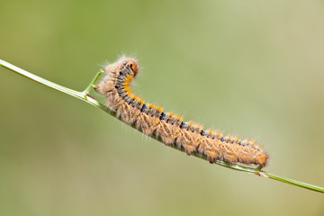Grass Eggar Caterpillar