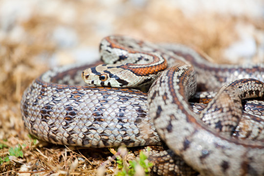 Leopard Snake