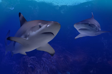 Obraz na płótnie Canvas Sharks