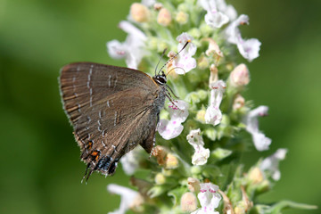 Eastern Tailed Blue Butterfly - Everes comyntas