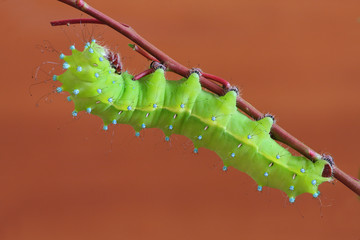 Caterpillar(Saturnia puri)