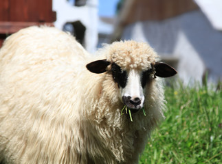 Naguhty sheep looking in thr camera and eating grass