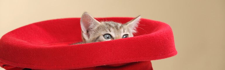 small kitten in a red hat panorama © scata