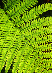 Fototapeta premium Farnblatt h.
