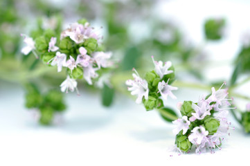 Blooming Oregano