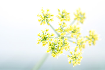 Blooming Parsley