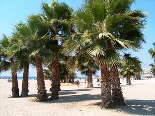 Palmeras en las playas de Almu&ntilde;ecar