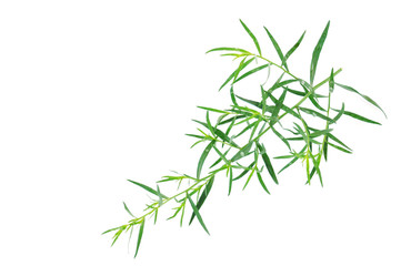 Obraz premium Estragon