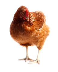 chicken hen, cholera gallinarium, Gallus domesticus