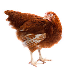 chicken hen, cholera gallinarium, Gallus domesticus