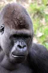 Gorilla (M&auml;nnchen)