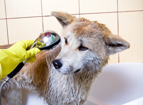 Cleaning the dog