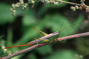 insects