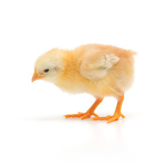 Fototapeta premium Small chicken