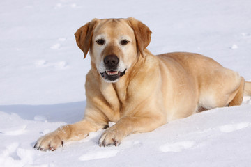 Labrador Retriever im Schnee