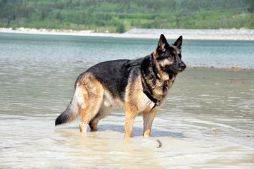 German Shepherd Dog