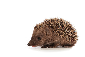 Small hedgehog