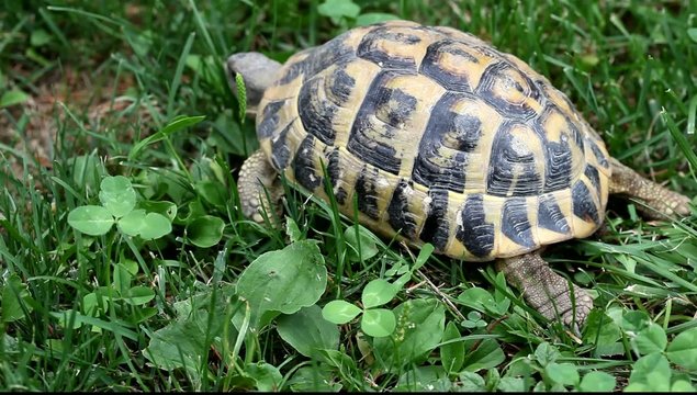 tortue de terre