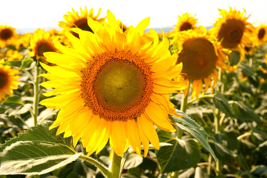 Beautiful sunflowers in summer season © MaxFX