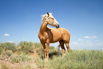 Obraz na płótnie Canvas Piękny koń mustang w polu