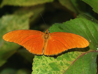 Julia Heliconian Butterfly (Dryas iulia)