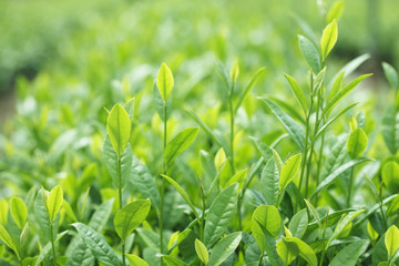 茶葉
