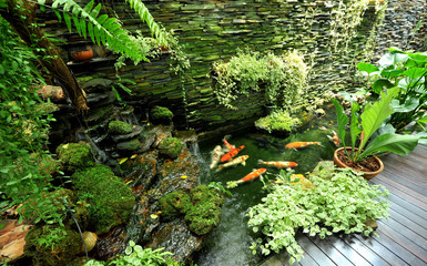 koi fish