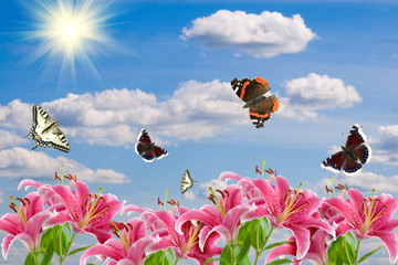 Fototapeta na wymiar Pink lilies and a butterflies