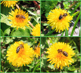 Пчела на одуванчике