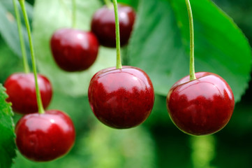 ripe cherry