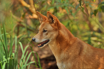 AUS-Dingo1