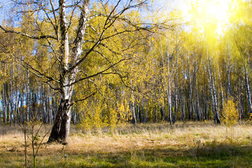Fototapeta premium Beautiful autumn landscape