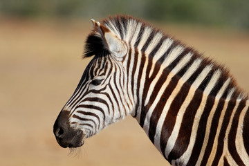 Fototapeta na wymiar Plains Zebra portrait