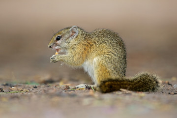 Naklejka na ściany i meble Tree squirrel, South Africa