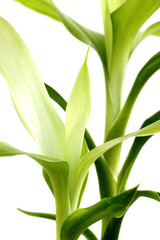 Fototapeta premium feuillage lucky bamboo, bambou du bonheur, fond blanc