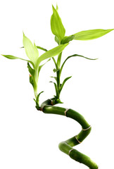 tige lucky bamboo, bambou du bonheur, fond blanc