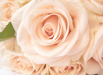 Beautiful soft,creamy rose