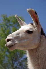 Obraz premium Alpaka - Kopf