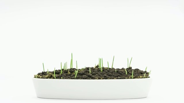 Accelerated growing of fresh new green grass in white plate