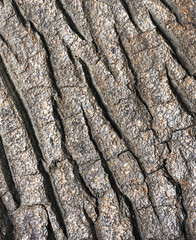 Tree bark texture - detail - background
