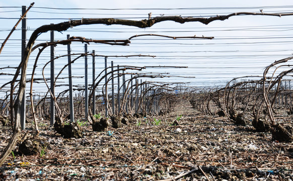 Champagne vineyard in winter