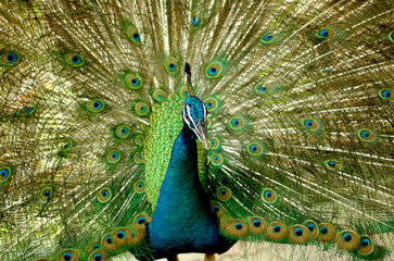 Obraz premium colourfull peacock