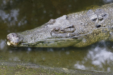 crocodile head