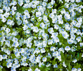 Speedwell .The plant is  called Bird's eye