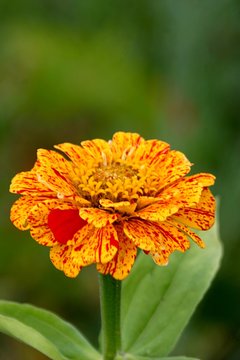 Zinnie (Zinnia violacea) - Bl&uuml;te