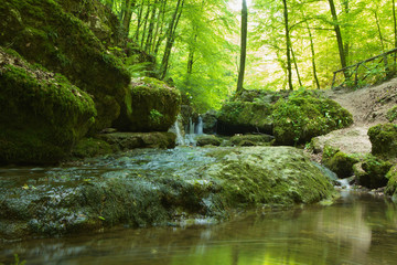 ruscello nella foresta